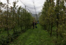 Els productors de poma de muntanya celebren que hagin pogut salvar la temporada tot i la sequera extrema dels últims mesos