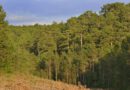 <strong>L’Escola Agrària del Solsonès organitza un curs sobre gestió dels boscos centrat en la selecció dels arbres a tallar</strong>