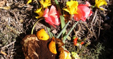 <strong>El Consell Comarcal activarà quatre punts d’autoservei de compost al Solsonès la setmana que ve</strong> <strong>El Consell Comarcal activarà quatre punts d’autoservei de compost al Solsonès la setmana que ve</strong>