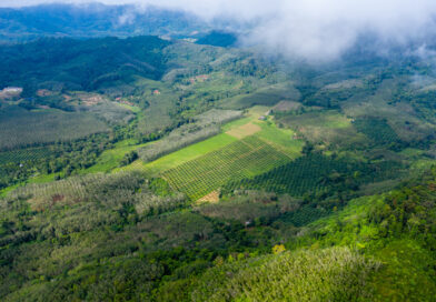 Un estudi amb la participació del CTFC destaca els reptes i oportunitats de combinar la bioeconomia amb la restauració de boscos tropicals