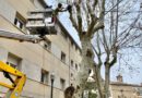 L’Ajuntament de Solsona organitza una doble xerrada sobre la gestió de l’arbrat urbà al municipi