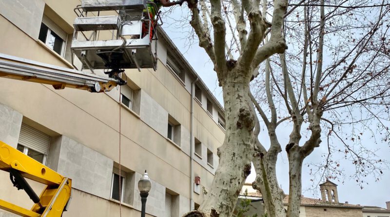 L’Ajuntament de Solsona organitza una doble xerrada sobre la gestió de l’arbrat urbà al municipi