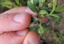 El Solsonès és la tercera comarca on més ha crescut l’afectació de la plaga de la papallona del boix