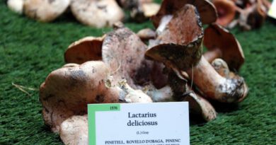 Els boscos recuperen una bona producció de bolets després de la sequera, però perden espècies habituals de la tardor