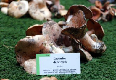 Els boscos recuperen una bona producció de bolets després de la sequera, però perden espècies habituals de la tardor