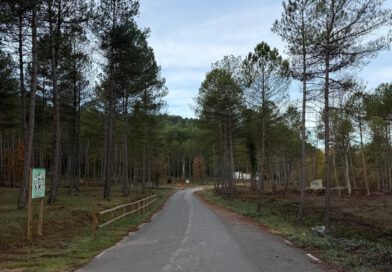 El Consell Comarcal fa una aclarida forestal en tres punts estratègics de gestió de la Ribera Salada El Consell Comarcal fa una aclarida forestal en tres punts estratègics de gestió de la Ribera Salada