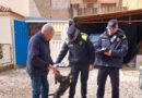 La Policia Local de Solsona intensifica el control de l’incivisme vinculat als gossos amb una nova campanya La Policia Local de Solsona intensifica el control de l’incivisme vinculat als gossos amb una nova campanya