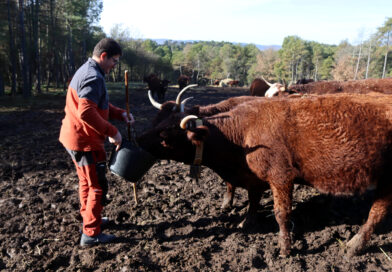 L’explotació de Navès afectada per un positiu de tuberculosi bovina porta el cas a la via penal per evitar matar les 30 vaques del ramat