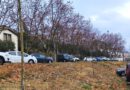 Solsona planta una trentena de noguers procedents d’una finca privada en diversos punts de la ciutat Solsona planta una trentena de noguers procedents d’una finca privada en diversos punts de la ciutat